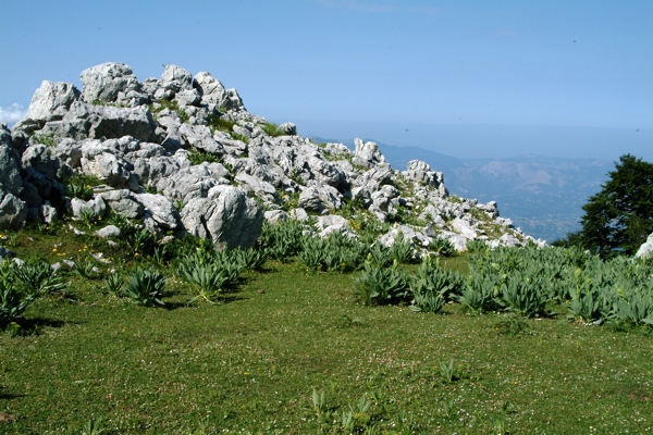 Campanula foliosa / Campanula meridionale